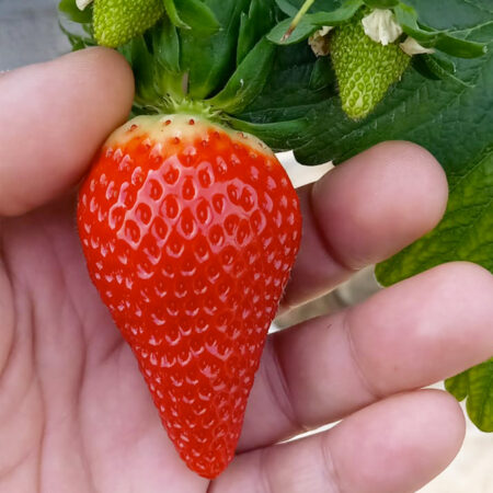 FRAGOLA 'SABROSA' - BASILICATA - 27 Kg
