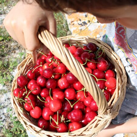 cestino ciliegie ferrovia puglia