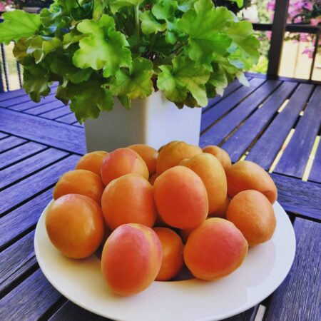 Piatto con Albicocche Pugliesi Il taratufolo