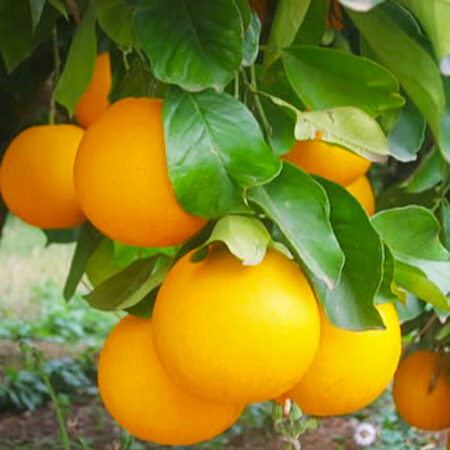 Arance Navel Late - Puglia